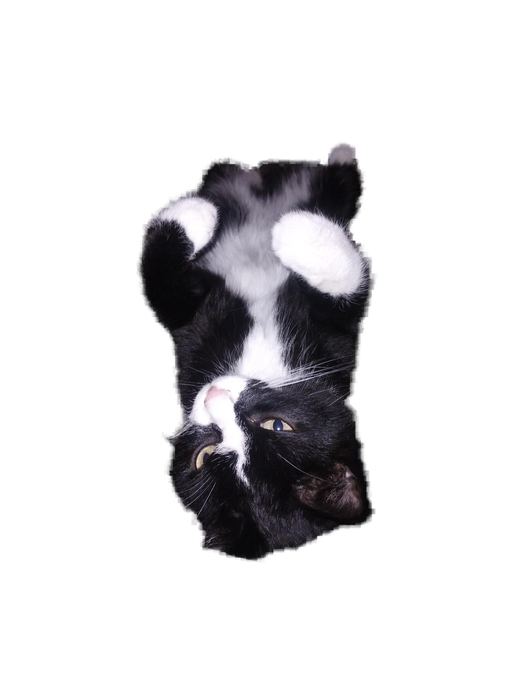 Eine freigestellte schwarz-weiße Katze vor weißem Grund, kopfüber liegend. Die einzelnen Schnurrhaare sind erhalten geblieben