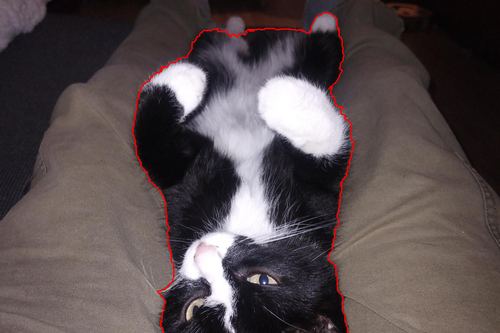 Eine Katze auf einer Decke, mit rot eingezeichneter automatisch gefundener Umrisslinie